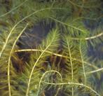 GEZOCHT waterpest of andere zuurstofplanten, Ophalen, Volle zon