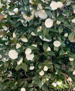 Grote  witte Camelia, Vaste plant, Halfschaduw, Lente, Ophalen