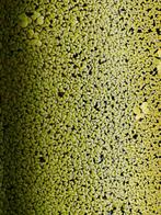 Aquarium groene drijvende plantjes, Dieren en Toebehoren, Ophalen, Plant(en), Steen of Hout