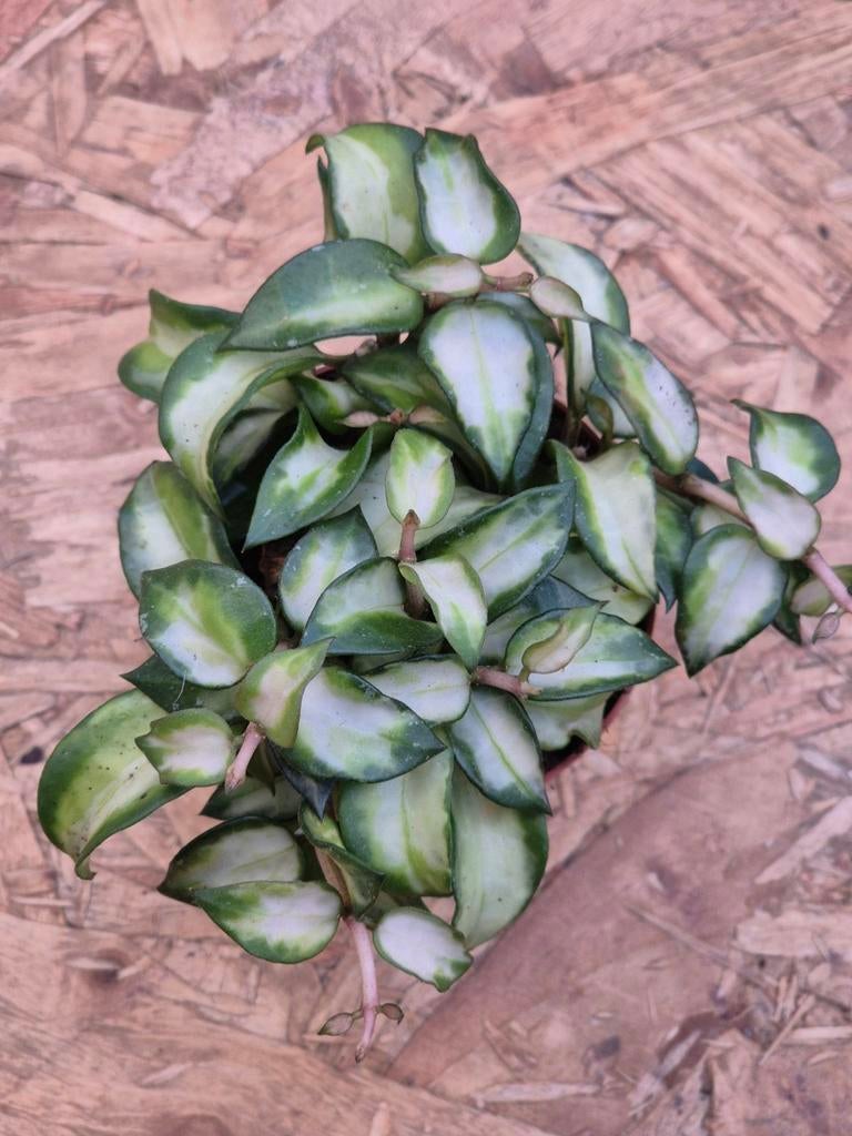 Hoya Lacunosa Tricolor Bruno p6