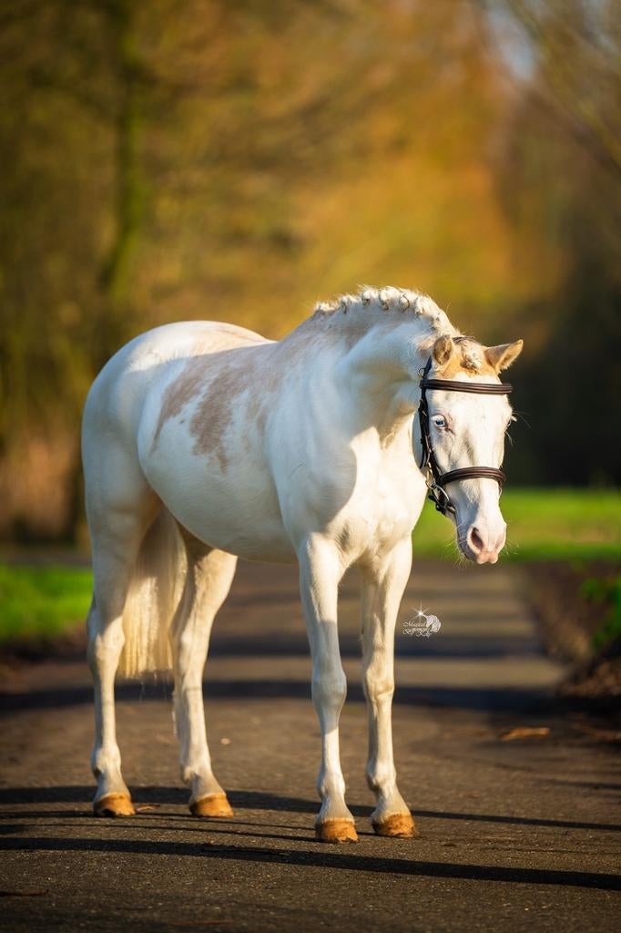 Unieke Welsh merrie, Dieren en Toebehoren, Pony's, Merrie, Springpony, 3 tot 6 jaar, B pony (1.17m tot 1.27m)