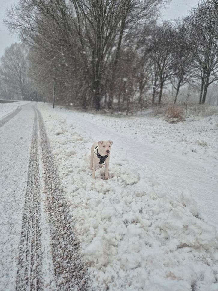 Amerikaanse stafford reu, Dieren en Toebehoren, Honden | Bulldogs, Pinschers en Molossers, Reu, Overige rassen, Particulier, Eén hond