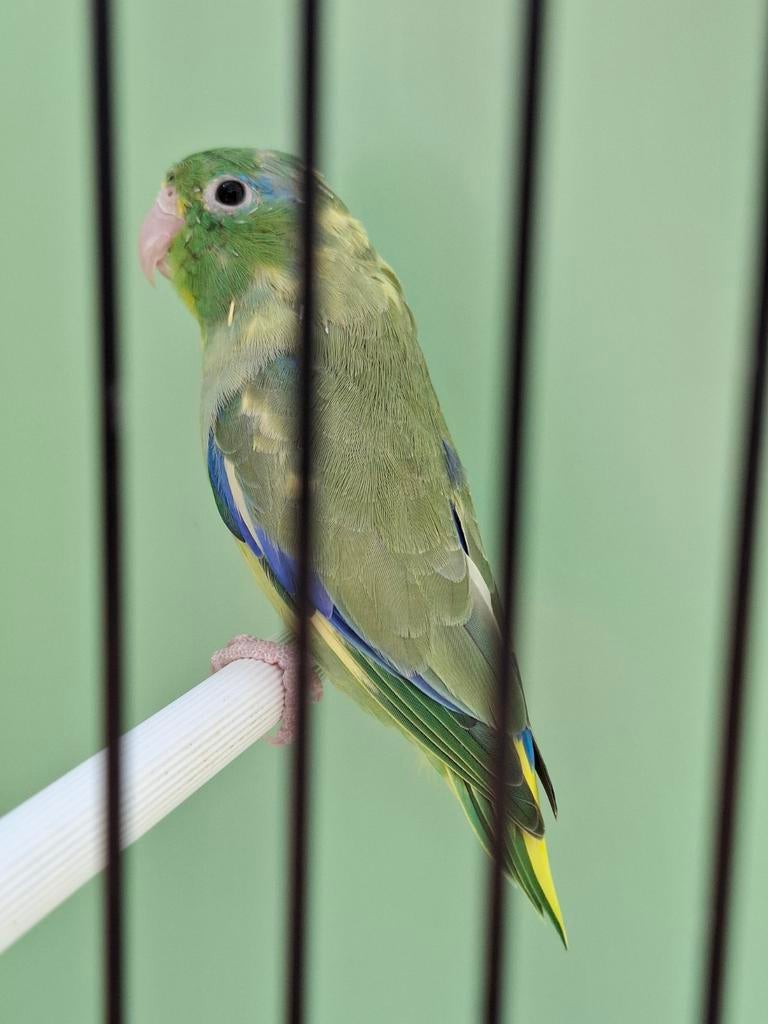 Bonte forpus oogring, Dieren en Toebehoren, Vogels | Parkieten en Papegaaien, Dwergpapegaai of Agapornis, Meerdere dieren, Geringd