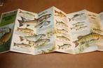 Uitvouwbare informatiefolder Domino Zoetwatervissen., Ophalen of Verzenden, Gelezen
