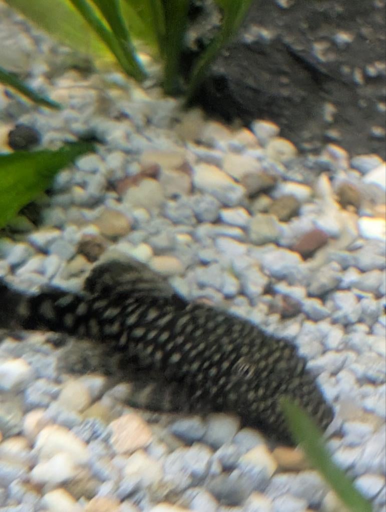 Aquariumvissen algeneters l144, Dieren en Toebehoren, Vissen | Aquariumvissen, Vis