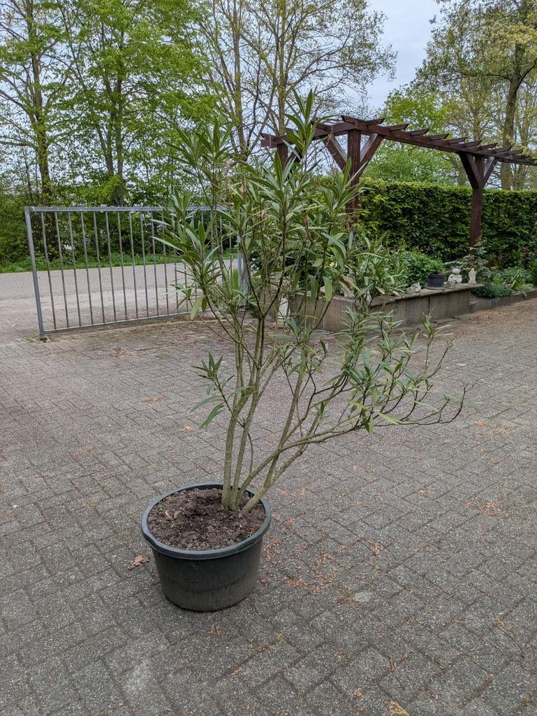 Oleander rood 180 cm hoog, 110 cm doorsnede, Tuin en Terras, Overige soorten, 100 tot 250 cm, Ophalen, Volle zon