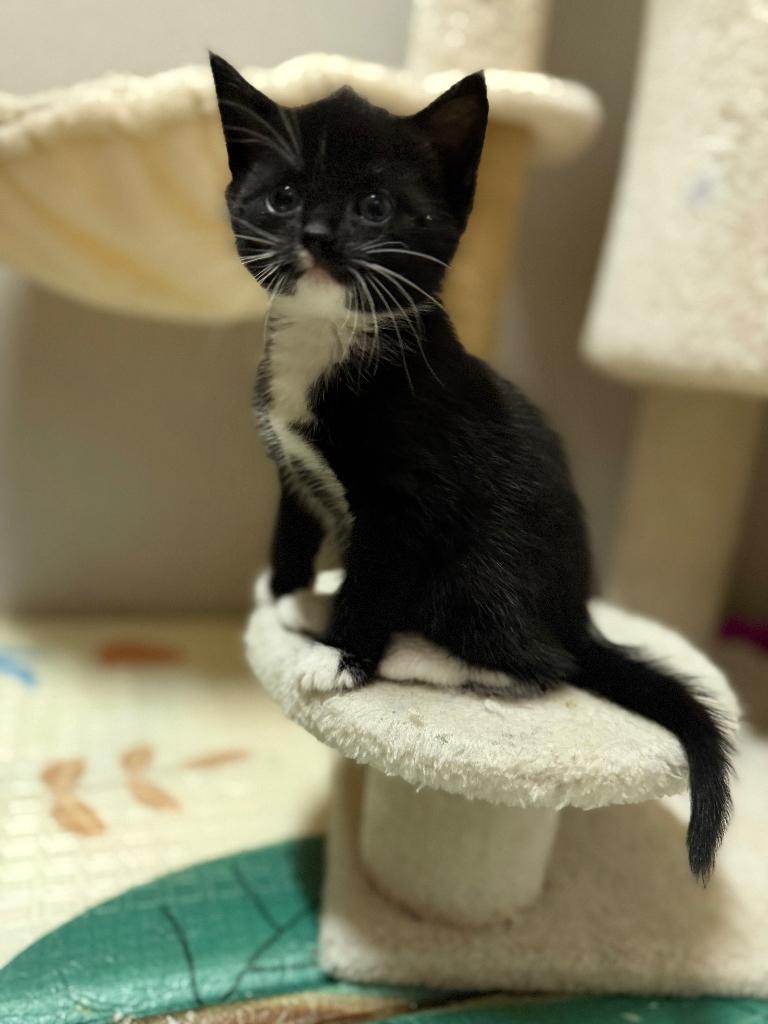 Kittens, Dieren en Toebehoren, Katten en Kittens | Overige Katten, Kortharig, Meerdere dieren, 0 tot 2 jaar