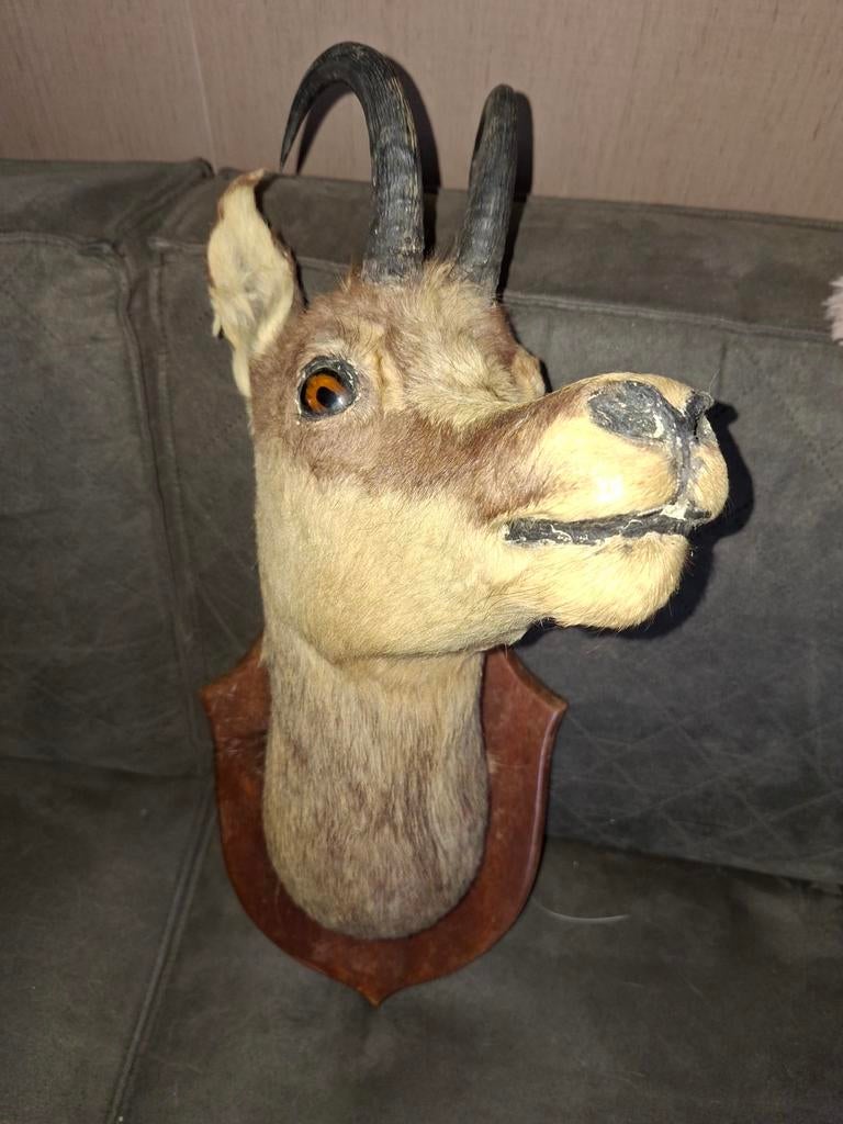 Gems: Opgezette Gems Kop - Uniek Decoratiestuk, Verzamelen, Ophalen, Gebruikt