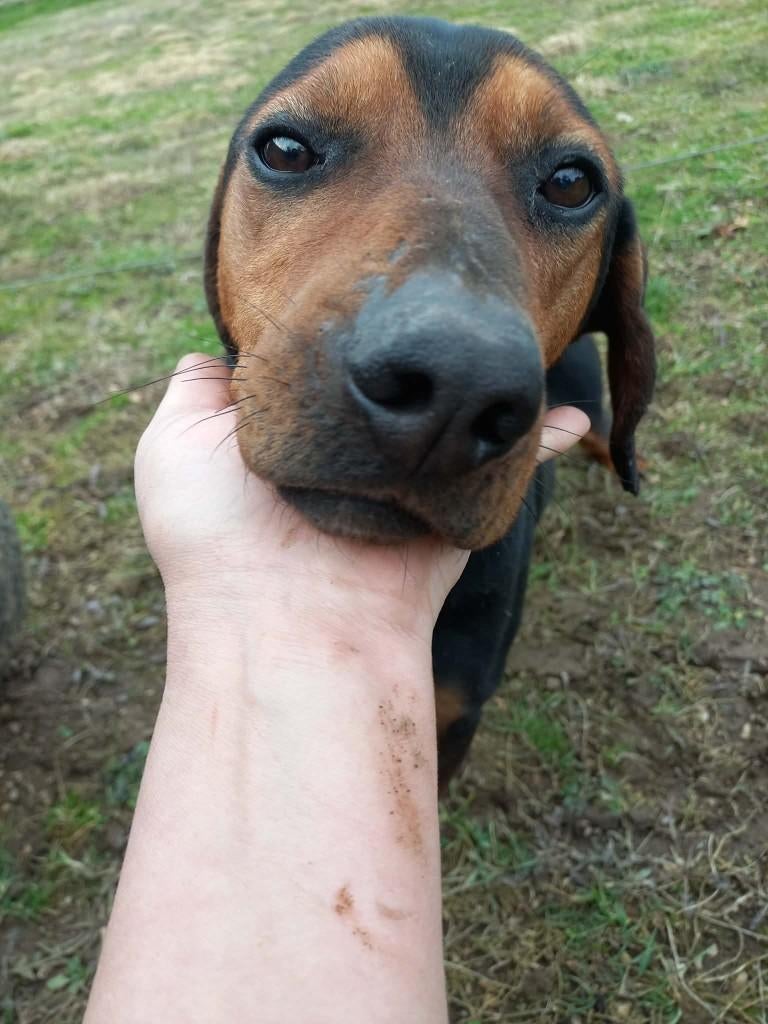 Gatsby – een bijzondere jongen met een groot hart , Particulier, Reu, 1 tot 2 jaar, Buitenland