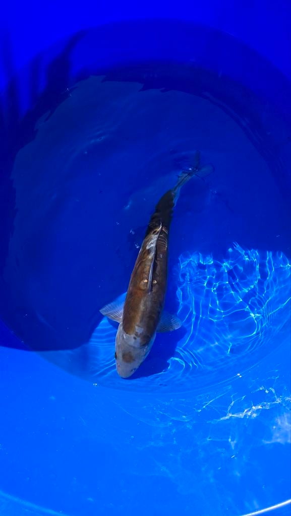 Koi doitsu tancho ochiba, Karper of Koi