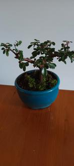 BONSAI COTONEASTER, Bloeit niet, Halfschaduw, Minder dan 100 cm, Overige soorten