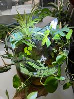 Betta pool aquarium ontwerp ingedraaid, Ophalen of Verzenden, Zo goed als nieuw, Leeg aquarium