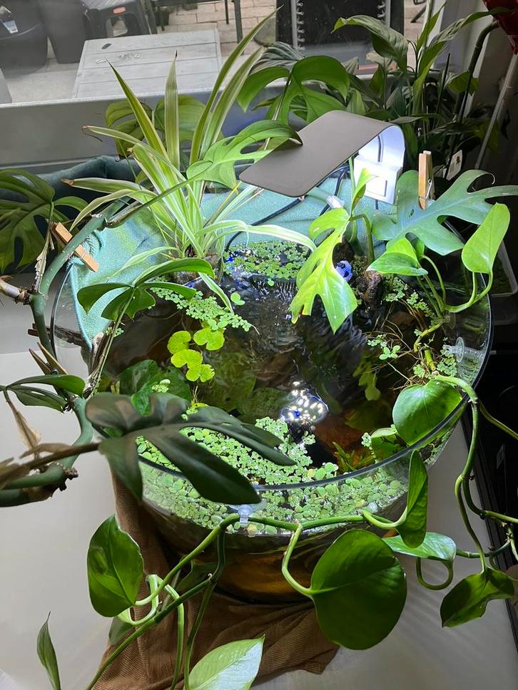 Betta pool aquarium ontwerp ingedraaid, Dieren en Toebehoren, Vissen | Aquaria en Toebehoren, Zo goed als nieuw, Leeg aquarium