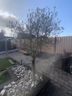 Olijfboom, Lente, 100 tot 250 cm, Olijfboom, Ophalen