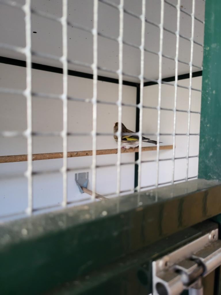 Bastaard putter, Mannelijk, Wildzangvogel