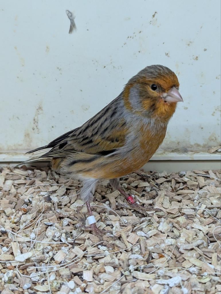 Kanarie mannen., Dieren en Toebehoren, Mannelijk, Kleurkanarie