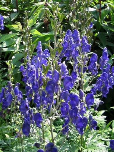 Vaste planten: monnikskap, aconitum, p9, paars, Ophalen, Herfst, Vaste plant, Halfschaduw