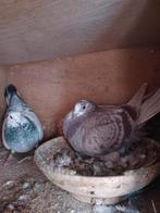 Postduiven koppel legrijp, Meerdere dieren, Postduif