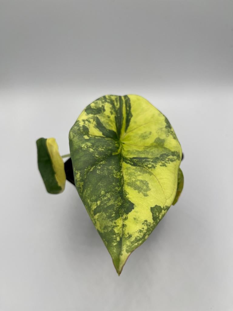 Alocasia Nebula aurea variegata, Overige soorten, In pot, Minder dan 100 cm, Bloeiende kamerplant