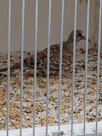 Koppel  zwartmaskerduifjes, Meerdere dieren