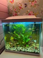 Aquarium met vissen en verwarming en pomp, Ophalen, Zo goed als nieuw, Gevuld zoetwateraquarium
