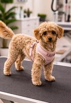 Toypoedel / dwergpoedel teefje te koop, Dieren en Toebehoren, Particulier, 1 tot 2 jaar, Buitenland, Teef