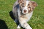 Border collie pups, Dieren en Toebehoren, Honden | Herdershonden en Veedrijvers, België, 15 weken tot 1 jaar, Collie, Parvo