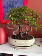 Bonsai ulmus parvifolia bossage, In pot, Bloeit niet, Halfschaduw, Minder dan 100 cm