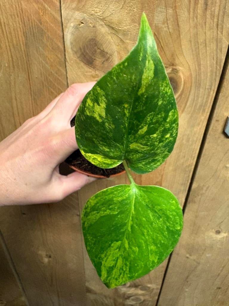 Monstera deliciosa variegata plant electrolyte starlight, Huis en Inrichting, Kamerplanten, Ophalen of Verzenden, Halfschaduw