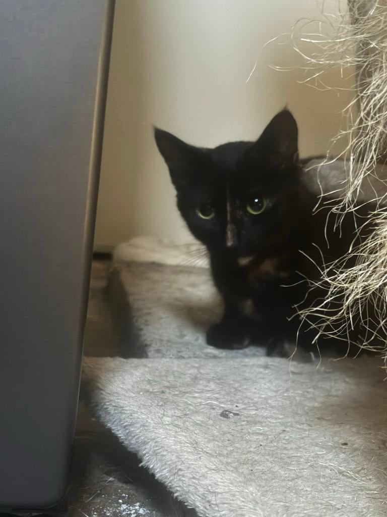 2e lieve zusjes zoeken een nieuwe huis, Dieren en Toebehoren, Poes, Kortharig, 0 tot 2 jaar
