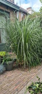 Pampasgras 2x 2 meter hoog, Ophalen of Verzenden, Overige soorten, Volle zon