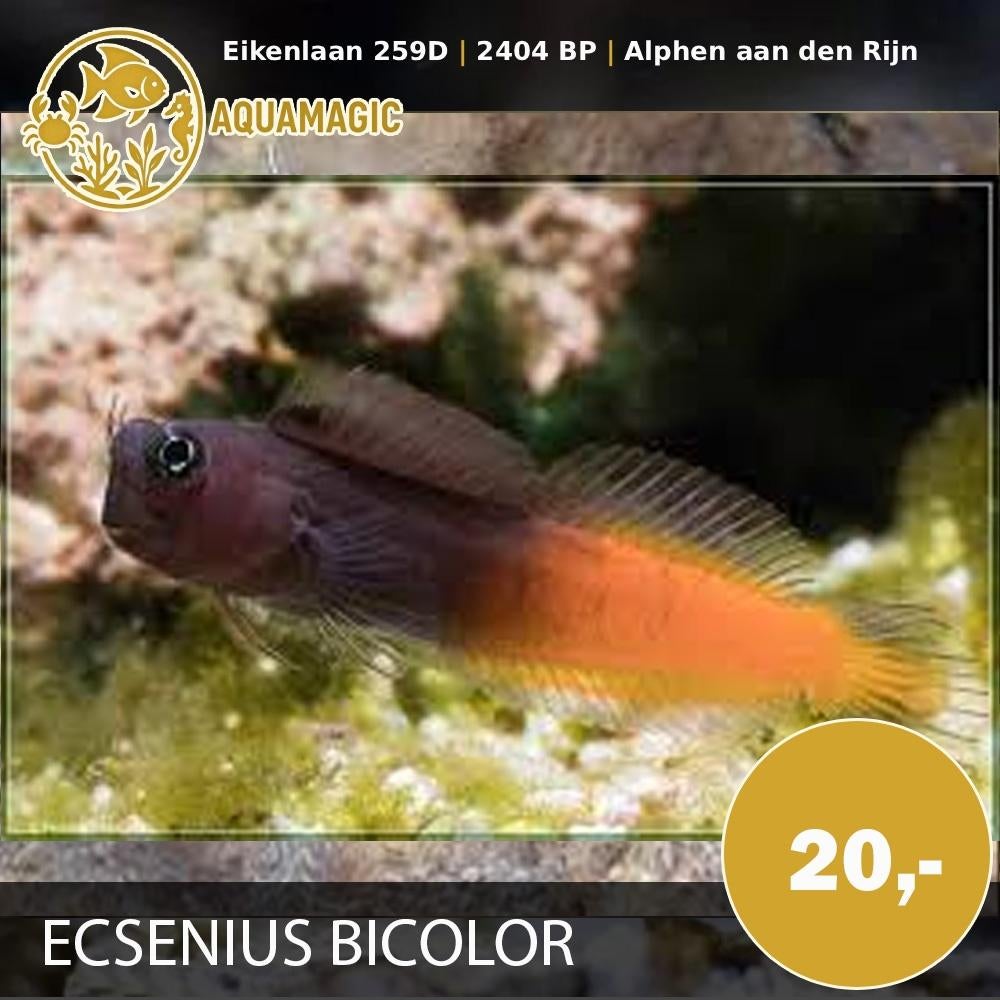Ecsenius Bicolor, Dieren en Toebehoren, Vis, Zoutwatervis
