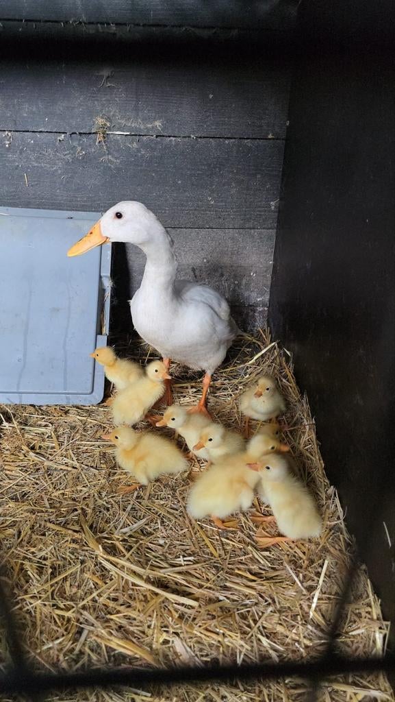 Indische loopeendkuikens, Dieren en Toebehoren, Meerdere dieren, Eend