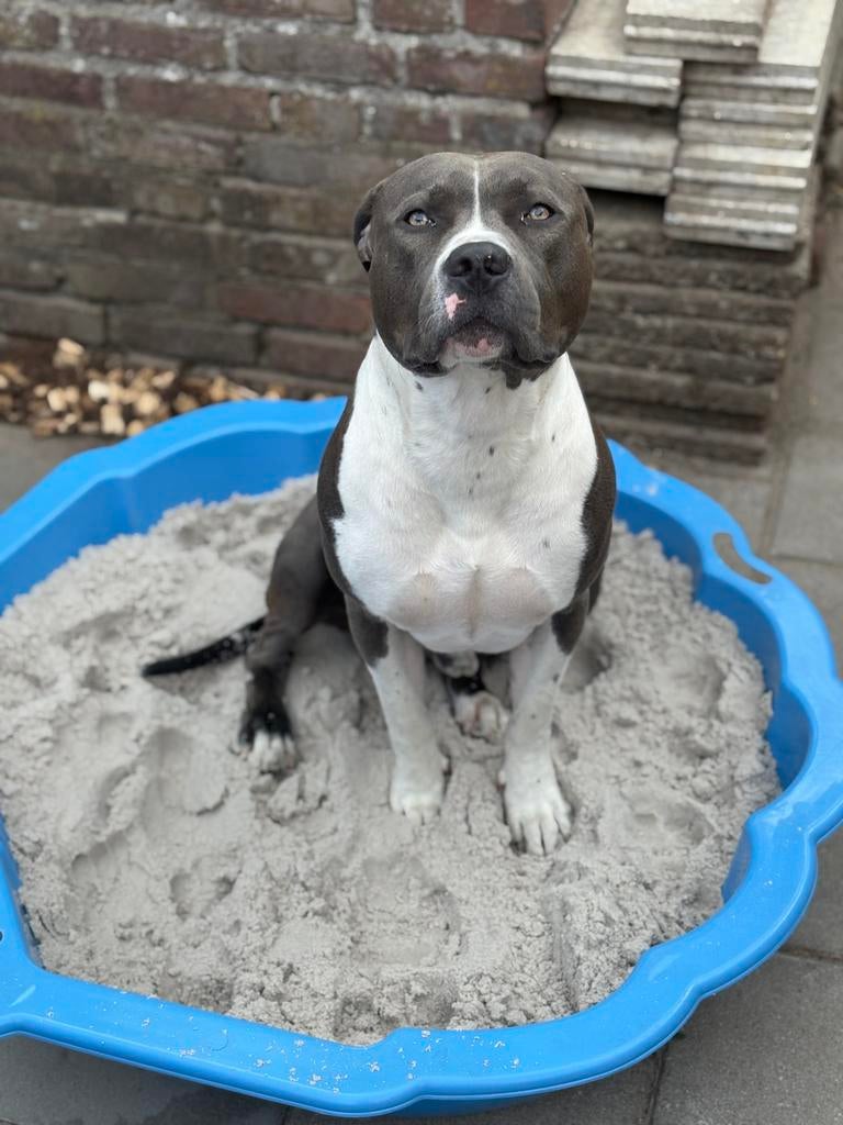 Hond amerikaanse stafford, België, Particulier, Reu, 1 tot 2 jaar