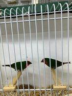 Roodkoppapegaaiamadine, Meerdere dieren, Tropenvogel, Geringd