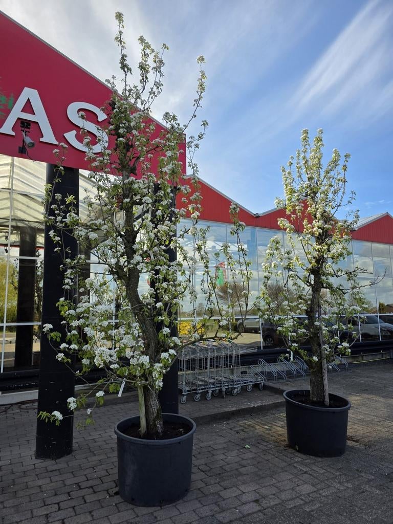 Oude perenboom conference, Ophalen, In pot, Overige soorten