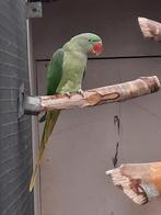 Alexanderparkiet man, Dieren en Toebehoren