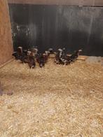 Sussex kriel roodporselien kippen kuikens, Dieren en Toebehoren, Pluimvee, Meerdere dieren, Kip