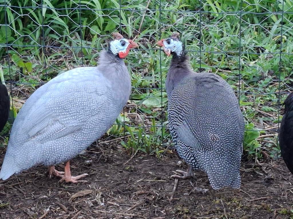 Parelhoenders setje te koop, weg ivm te kleime ruimte., Dieren en Toebehoren, Pluimvee, Meerdere dieren, Kip