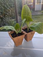 Moestuin stekjes courgette komkommer brocolli Biologisch, Ophalen, Overige soorten, Volle zon, Minder dan 100 cm