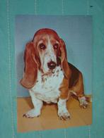 2) Kleuren ansichtkaart Basset Hond, Ophalen of Verzenden, 1960 tot 1980, Ongelopen, Hond of Kat