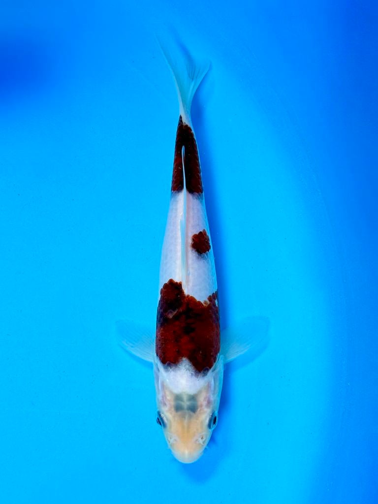 HQ Budo Goromo incl Certificaat Marushi Japanse koi, Karper of Koi