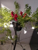 echte plant, Ophalen