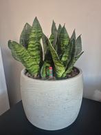 Stoere Serax pot  met sanseveria op Hydro systeem, Ophalen, Halfschaduw, Minder dan 100 cm