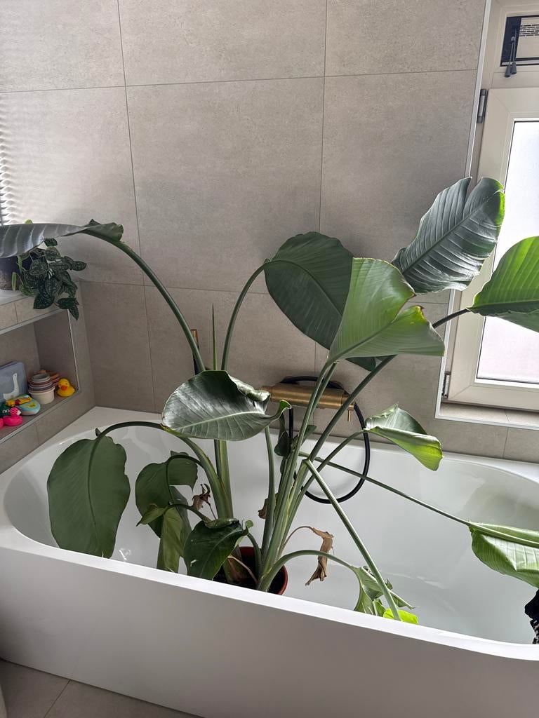 Grote Strelitzia plant, Huis en Inrichting, Kamerplanten, Overige soorten, Ophalen of Verzenden, In pot, 150 tot 200 cm