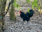 Australorp haan, Dieren en Toebehoren, Pluimvee, Mannelijk, Kip