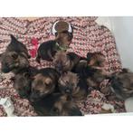 Duitse herderspups te koop, LEES DE TEKST GOED DOOR A.U.B., Dieren en Toebehoren, Honden | Herdershonden en Veedrijvers, Fokker | Hobbymatig