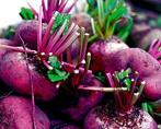 Bieten Egyptian Flat Rooted, Ophalen of Verzenden, Voorjaar, Volle zon, Zaad