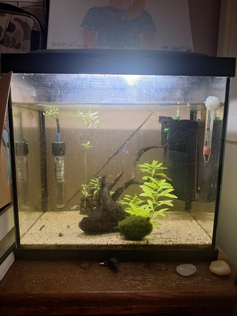 Zoet water tropisch aquarium, 30L, Ophalen