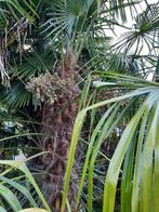 Trachycarpus Fortunei x Wagnerianus Winterharde Palm, Tuin en Terras, Lente, 100 tot 250 cm, Palmboom, Ophalen